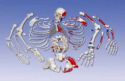 Esqueleto con descripci�n de musculos, desarticulado  A05/2