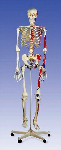 Esqueleto humano tama�o natural, con Inserciones musculares y moldes tomados de un esqueleto real