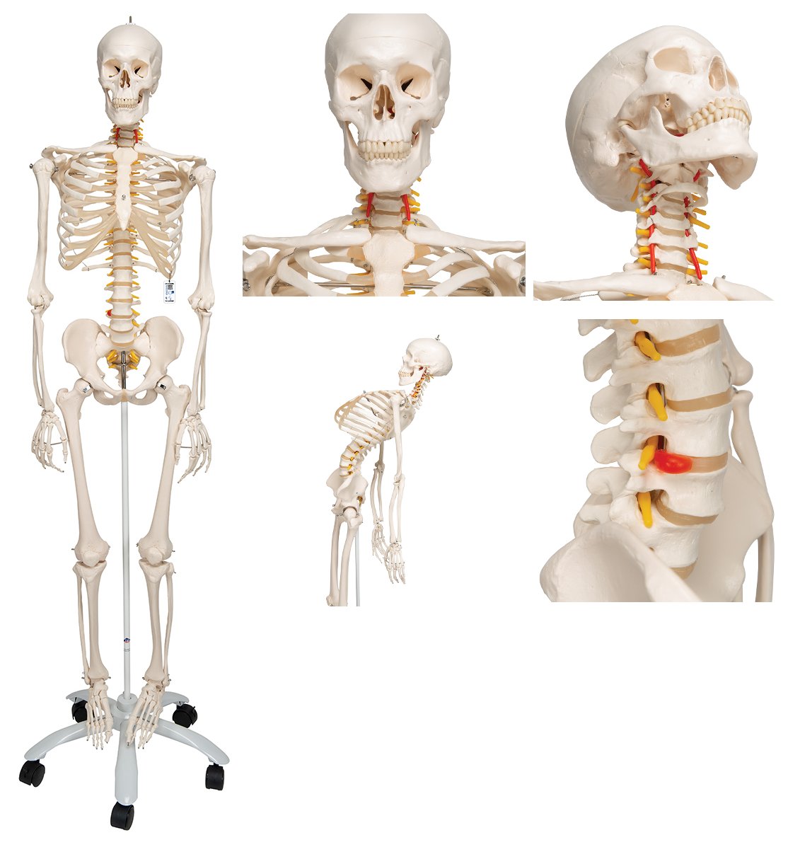 Esqueleto Humano Flexible Tama�o Natural, con moldes tomados de un esqueleto real