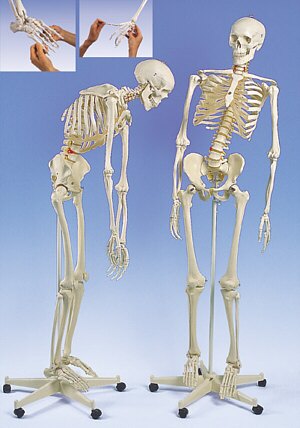 Fred, el esqueleto flexible, con soporte rotatorio, 5 ruedas  A15/2