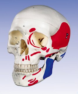 Cr�neo humano desmontable de tama�o natural, con Inserciones musculares y moldes tomados de un cr�neo real