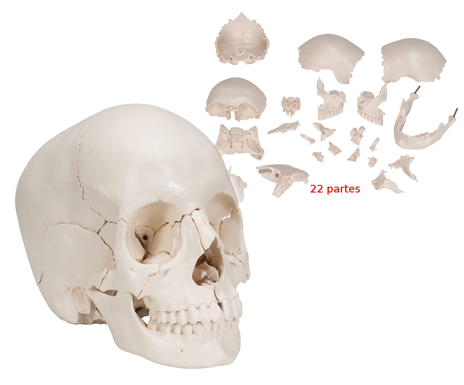Cr�neo desmontable en 22 partes, versi�n anat�mica A290