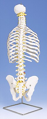 Columna Flexible - Versi�n Cl�sica con costillas  A56