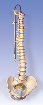 Columna flexible - versi�n cl�sica  A58/1
