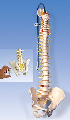 Columna flexible - versi�n de lujo  A58/5