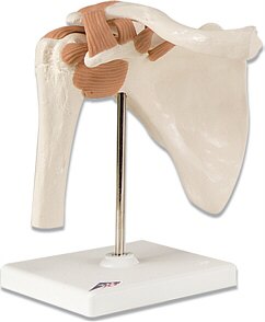 Articulaci�n del Hombro - Modelo Funcional  A80