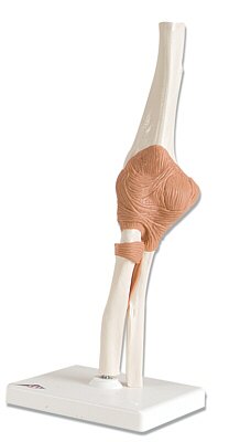 Articulaci�n del Codo - Modelo Funcional  A83