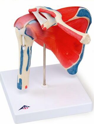 Articulaci�n del hombro c/manguito en los rotadores, en 5 partes A880