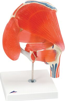 Articulaci�n de la cadera, 7 piezas A881