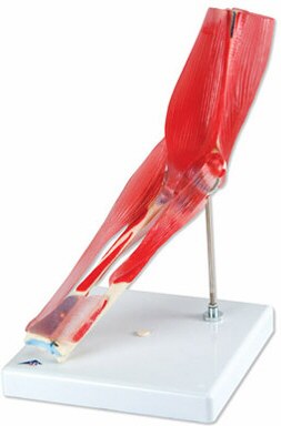 Articulaci�n del codo en piezas A883