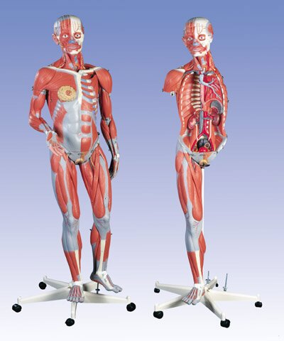 Figura Femenina con M�sculos, desmontable en 23 piezas  B51