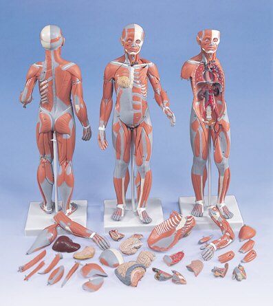 Figura Femenina Completa con M�sculos, desmontable en 21 piezas  B56