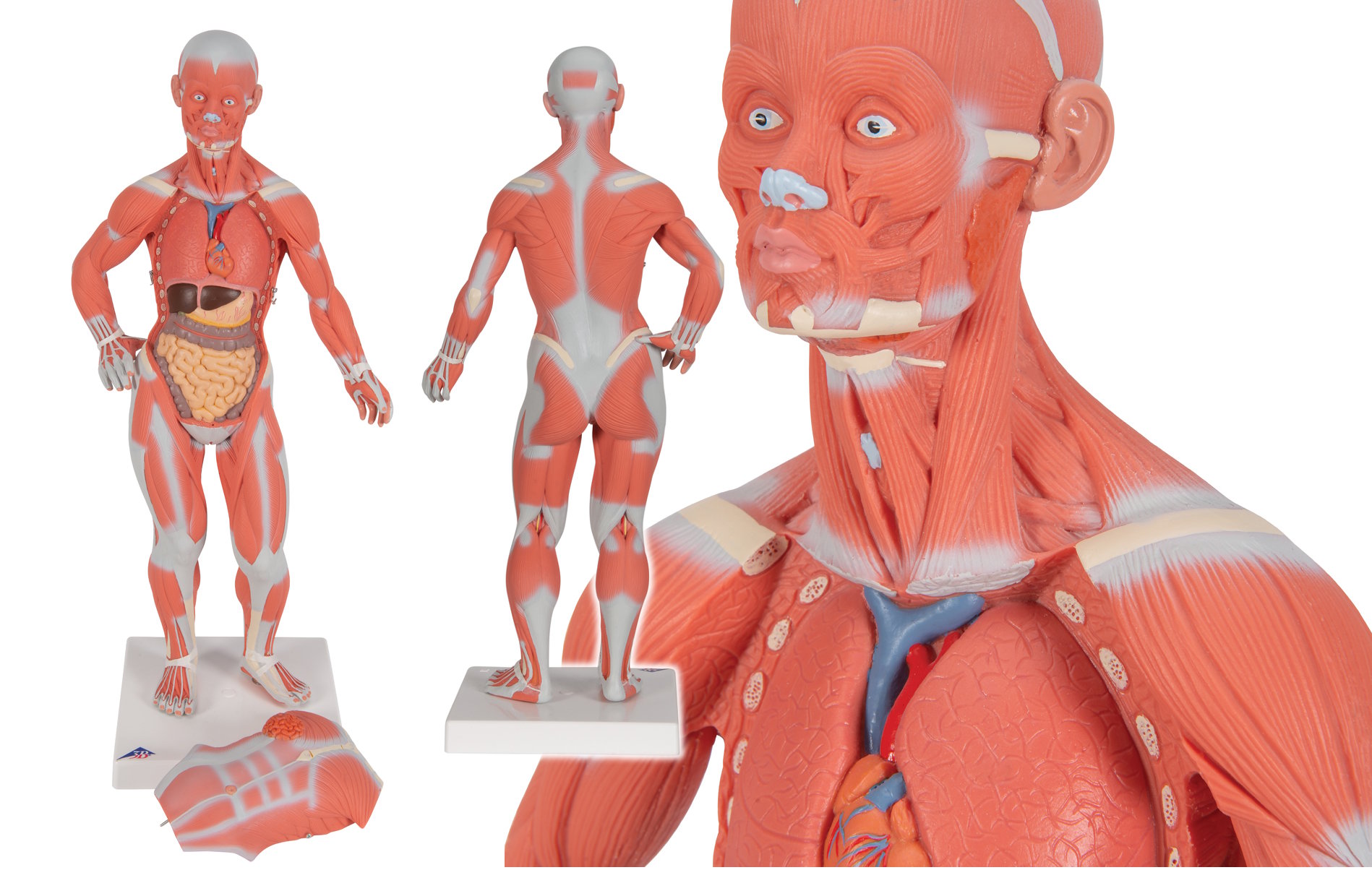 Figura muscular, 1/4 de su tama�o natural  B59