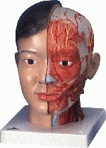 Cabeza (as�atica) con cuello, 4 piezas  C06