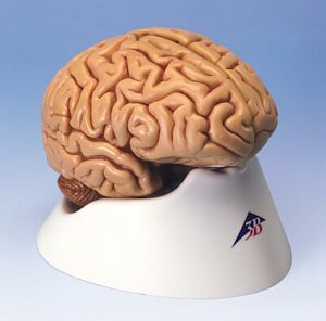 cerebro humano desmontable de tama�o natural, con moldes tomados de un cr�neo real