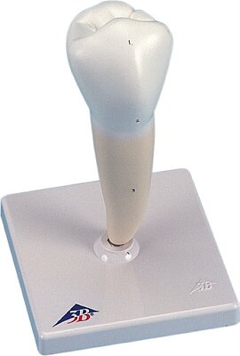 Primer molar inferior de ra�z sencilla  D10/3