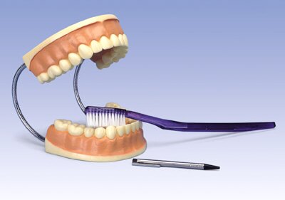 Modelo de cuidado dental, 3 veces su tama�o natural  D16