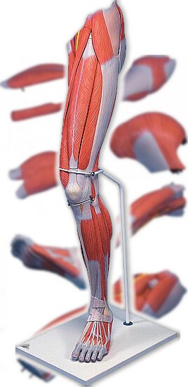 M�sculos de la pierna, 7 partes