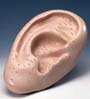Acupuntura del o�do, 5-veces el tama�o natural  N10