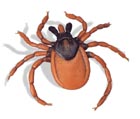 Ara�uelo (Ixodes ricinus)  R50