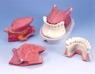 Modelo de la lengua, 4 piezas  T12010