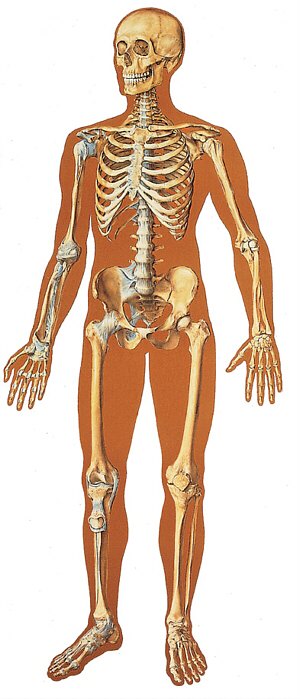 L�mina: El Esqueleto Humano, con ligamentos, frontal  V2001U