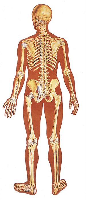L�mina: El Esqueleto Humana, con ligamentos posterior  V2002U