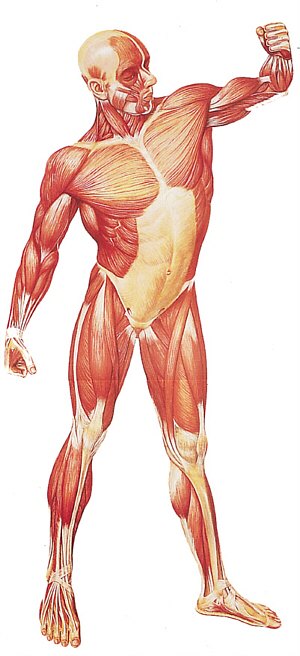 L�mina: La Musculatura Humana, frontal  V2003U