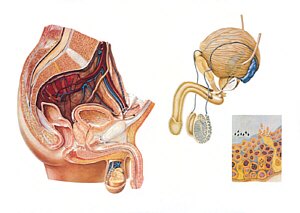 L�mina: Organos Masculinos de la Pelvis  V2020U