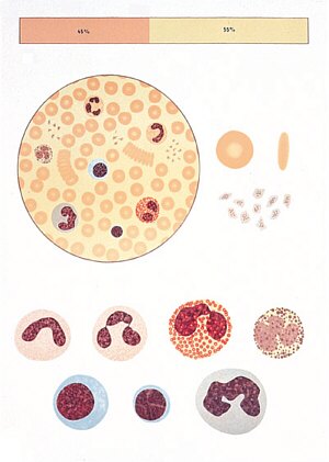 L�mina: La Sangre I, Composici�n  V2031U