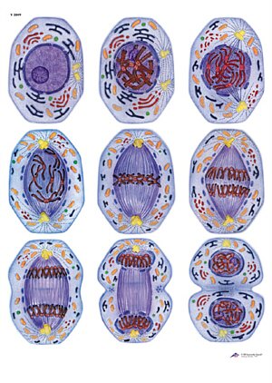 L�mina: Divisi�n de C�lulas I, Mitosis  V2049U
