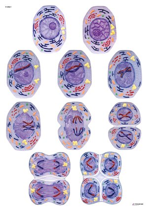 L�mina: Divisi�n de C�lulas II, Meiosis  V2051U