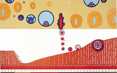 L�mina: El Ciclo Menstrual e implataci�n del �vulo  V2065U