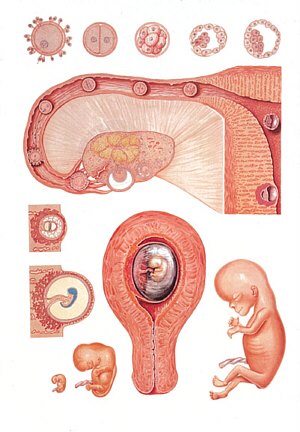 L�mina: Embriolog�a I  V2066U