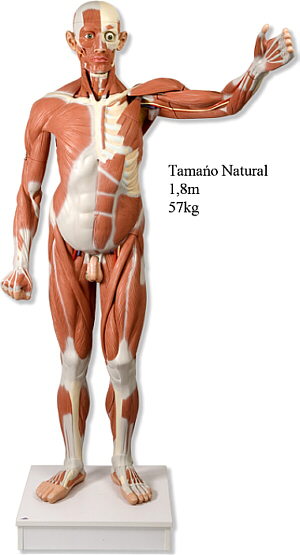 Figura Muscular Masculina de Tama�o Natural