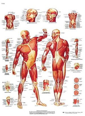 L�mina: La Musculatura humana  VR3118