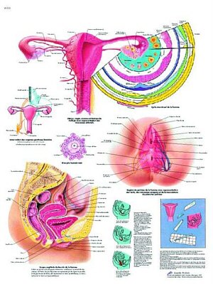 L�mina: El aparato genital feminino  VR3532