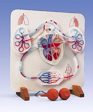 Función del corazón y el sistema circulatorio  W16001