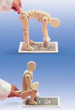Figura humana de demostraci�n para levantar objetos correctamente  W19007