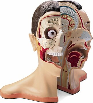 Cabeza y cuello, 5 piezas  W42512