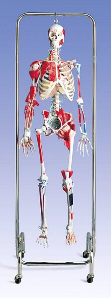 Esqueleto de Terapia F�sica  W47001