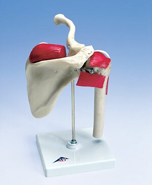 Hombro de deportista  W47002