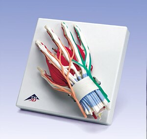 Mano y mu�eca de lujo  W47005