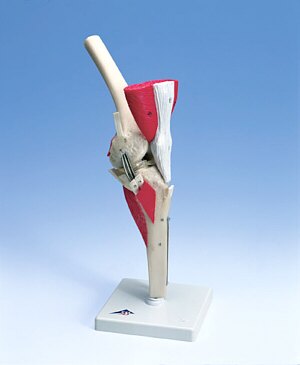 Rodilla de lujo  W47007