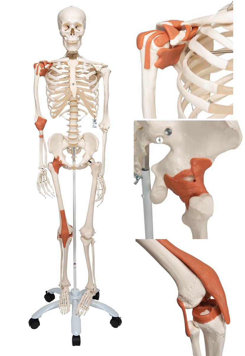 Esqueleto con ligamentos articulares Leo, con soporte rotatorio, 5 patas  A12