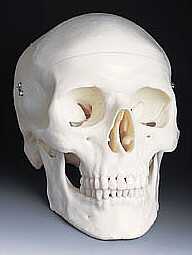 Cráneo Clásico, 3 partes  A20