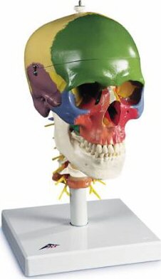 Cráneo didáctico clásico, coloreado, con columna cervical, divisible en 4 partes A20/2