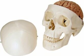 Cráneo clásico con cerebro, 8 partes  A20/9