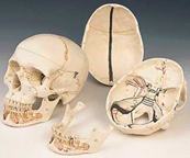 Cráneo para estudiar odontología, con mandíbula seccionada, desmontable en 3 piezas A22
