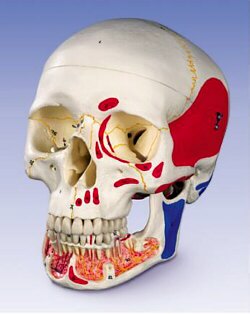 Cráneo para estudiar odontología, pintado, con mandíbula seccionada, desmontable en 3 piezas A22/1